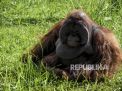 Terluka Senjata Tajam, Orangutan Diselamatkan dan Mendapat 9 Jahitan