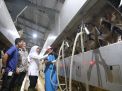 Jatim Butuh 30 Ribu Ekor Sapi Perah untuk Wujudkan Swasembada Susu