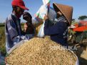 BPS Catat Harga Gabah Anjlok dan Nilai Tukar Petani Kembali Turun