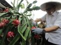 Petani Buah Naga Organik di Banyuwangi Tuai Berkah di Bulan Ramadan