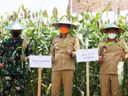Mengenal Sorgum, Komoditas Pangan Lokal Potensial di Lamongan
