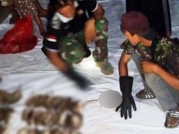 Hama Tikus Hantui Petani di Gresik, 70 Penembak Jitu Dikerahkan