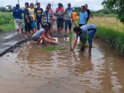 Wujud Protes, Warga Probolinggo Tanam Padi di Jalan Rusak