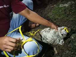 Heboh Penampakan Buaya Muara di Sungai Kalibaru, Banyuwangi