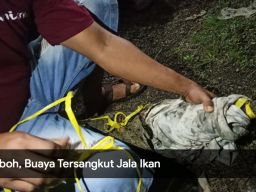 Video: Heboh, Buaya Tersangkut Jala Ikan