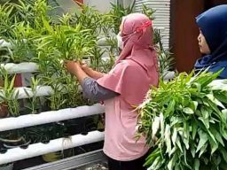 Emak-emak di Ponorogo Sukses Kembangkan Tanaman Hidroponik, Hasilnya Lumayan
