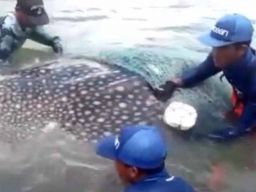 Seekor Hiu Tutul Seberat 1 Ton Terperangkap Jaring Nelayan di Banyuwangi