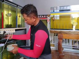 Cerita Polisi di Ponorogo, Berawal dari Hobi Kini Sukses Ternak Ikan Louhan