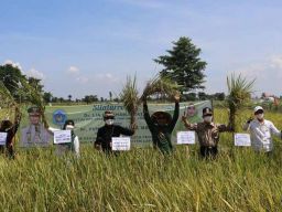 Panen Padi di Lamongan, Distan Harap Jatim Tetap Jadi Lumbung Pangan Nasional