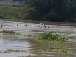 Perahu Penyeberangan Terbalik di Bengawan Solo, Puluhan Penumpang Terbawa Arus