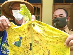 Petani Ponorogo Buang Hasil Panen Tembakau yang Membusuk Dijadikan Pupuk Organik