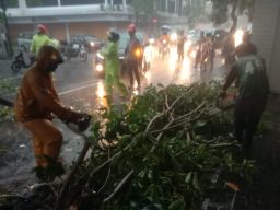 Pohon Tumbang dan Rumah Tergenang Air Akibat Hujan Angin di Surabaya