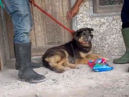 Kisah Pilu Nemo, Anjing yang Setia Menanti Pemiliknya Pulang Pasca Erupsi Semeru