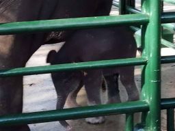 Gajah Bernama Dumbo Koleksi Kebun Binatang Surabaya Mati