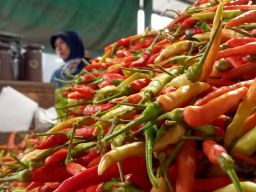 Harga Cabai Meroket, DPRD Jatim Serukan Gerakan Tanam Cabai di Rumah
