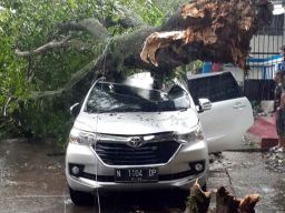 Pohon Tumbang Timpa Mobil Akibat Hujan Angin di Kota Malang