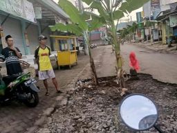 Jengkel, Warga Probolinggo Tanam Pohon Pisang di Jalan Rusak