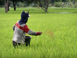 Petani Jawa Timur Berharap Pemerintah Segera Alokasikan Pupuk Subsidi 2022