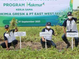 Melihat Upaya Petrokimia Gresik Antisipasi Anjloknya Harga Hasil Penen Petani