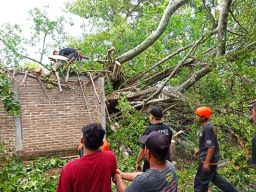 Pohon Beringin Berusia Ratusan Tahun di Ponorogo Tumbang Timpa Rumah dan Kios