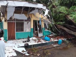Pohon Beringin Berusia 40 Tahun Timpa Ruang Kelas di Pasuruan