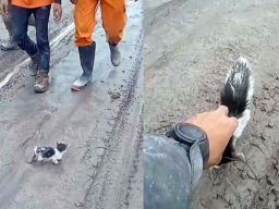 Cerita Relawan Temukan Anak Kucing Masih Hidup di Tengah Erupsi Semeru