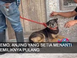 Video: Nemo, Anjing yang Setia Menanti Pemiliknya Pulang Pasca Erupsi Semeru