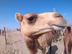 Peserta Kontes Kecantikan Unta Disanksi karena Suntik Botoks