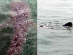 Kawanan Hiu Tutul Muncul Lagi di Perairan Probolinggo