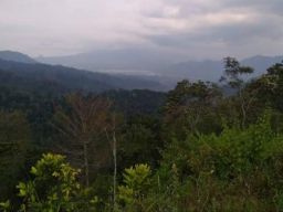 Pencari Jamur Hilang di Hutan Gondanglegi Malang