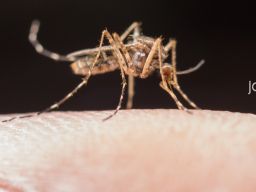 Pasien DBD di Jatim Didominasi Anak-anak hingga Remaja