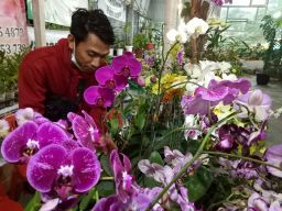 Pecinta Tanaman, Ini Tips Merawat Bunga Anggrek Bulan Langsung dari Pakarnya