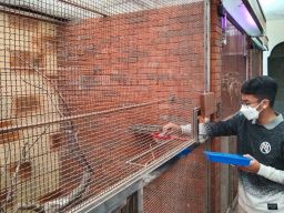 Keren, Peternakan Murai Batu Milik Pelajar SMP ini Beromzet Puluhan Juta Sebulan