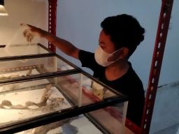 Kisah Rizky, Pemuda Surabaya Ternak Kadal Raup Omzet Puluhan Juta