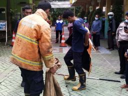 Dalam Lima Hari, Petugas Damkar Gresik Tangkap Tiga Ular Resahkan Warga