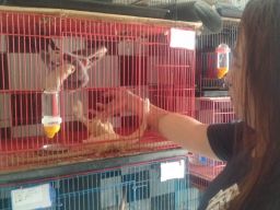 Bisnis Ternak Sugar Glider di Surabaya, dari Hobi Jadi Cuan