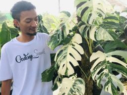 Pecinta Tanaman, Simak Cara Merawat Tanaman Hias Variegata Untuk Pemula