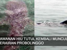 Video: Kawanan Hiu Tutul Kembali Muncul di Perairan Probolinggo