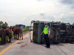 Truk Bermuatan Sapi Terguling di Tol Jombang-Mojokerto