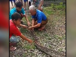 Ular Piton Biang Keladi Raibnya Hewan Ternak di Pasuruan Ditangkap
