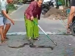 Warga GKB Gresik Tangkap Ular Piton yang Berkeliaran di Pemukiman
