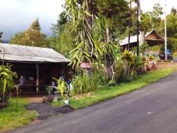 Cicipi Nikmatnya Kopi Mbah Warno di Kebun Buah Naga Puncak Rembangan Jember