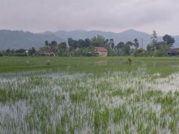 Intensitas Hujan Tinggi, Ratusan Hektare Sawah di Tulungagung Terendam Banjir