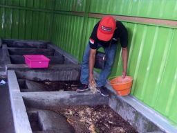 Melihat Budidaya Belatung Maggot di Mojokerto, Menjijikkan tapi Banyak Cuan