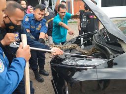 Perjuangan Petugas Damkar Mengevakuasi Ular Sanca dalam Kap Mobil di Mojokerto