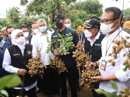 Kagumnya Khofifah Melihat Budidaya Klengkeng Bermetode Tripple Cropping di Tuban