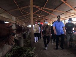 Kawal Program Korporasi di Kediri, Mas Dhito Cek Rutin Kondisi Kesehatan Sapi