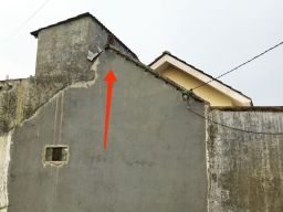 Monyet Misterius Berkeliaran, Warga Buduran Sidoarjo Resah