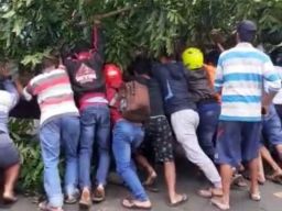 Pemotor Tertimpa Pohon Tumbang di Pantura Banyuwangi-Situbondo