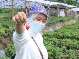 Sensasi Petik Stroberi Langsung dari Kebun di Lereng Gunung Arjuno Kota Batu